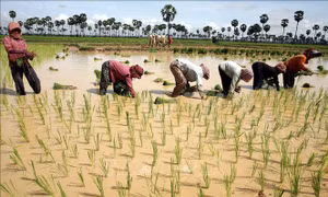 Các biện pháp giúp cánh đồng lúa giảm khí methane khiến Trái Đất nóng lên
