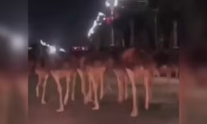 Video đàn đà điểu 'đại náo' đường phố Trung Quốc