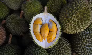 Trung Quốc sắp thu hoạch lứa sầu riêng đầu tiên trồng trong nước