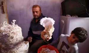 Cây nấm trở thành nguồn sống cho các gia đình Syria
