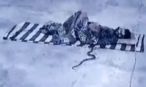 Rắn hổ mang trườn vào chăn người đàn ông ngủ trong đền