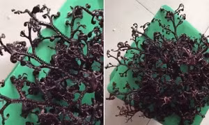 Sinh vật kỳ dị ngoe nguẩy không ngừng ở Việt Nam lên báo Anh