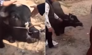 Video bò mang thai quỳ và chảy nước mắt tại lò mổ gây xúc động