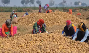 PepsiCo kiện nông dân Ấn Độ vì khoai tây