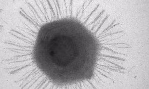 Trung Quốc phát hiện virus khổng lồ dưới Rãnh Mariana sâu nhất Trái Đất
