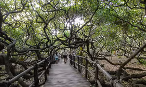 Cây điều lớn nhất thế giới tán lá bao phủ hơn 8 km vuông