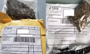 Mỹ xác định được hạt giống lạ nghi có xuất xứ Trung Quốc