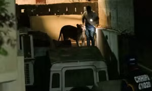 Video sư tử xổng chuồng ngoan ngoãn khi bị bắt trên đường phố Pakistan