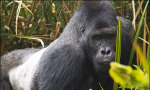 Khỉ đột Grauer tái hòa nhập tự nhiên: Hy vọng mới từ rừng Virunga