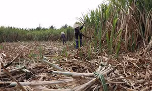 Giá thu mua mía chạm đáy, ngành mía đường lo khủng hoảng thừa