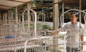 Lo ngại bệnh dịch tả lợn châu Phi, giá lợn hơi tăng vọt