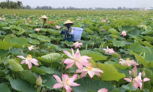 Rong chơi trải nghiệm mùa nước nổi ở đồng bằng sông Cửu Long