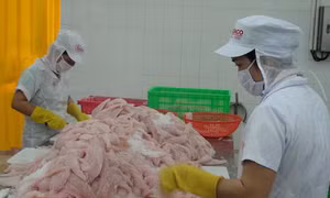 Cá tra Việt lo mất thị trường xuất khẩu