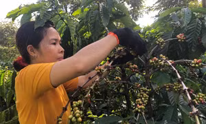 Khai mạc Ngày Cà phê Việt Nam lần thứ 2 tại thị xã Gia Nghĩa, Đắk Nông