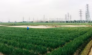 Kiểm tra sản xuất vụ Đông ở Hải Dương