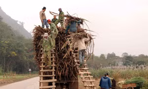 Đường ngoại giá rẻ tấn công, đường nội kêu cứu