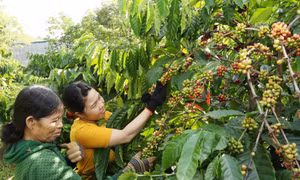 Giảm nước tưới, thay giống mới để phát triển cà phê bền vững