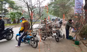 Đào rừng ngập tràn Thủ đô, giá tiền triệu mỗi cành