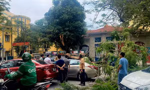 Hà Nội: Cây gãy đổ đè hai ô tô trên phố Lý Thường Kiệt