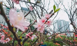 Sắc đào nhuộm đỏ chợ hoa lớn nhất Thủ đô