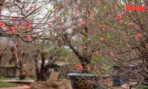 Thị trường đào, quất Nhật Tân ảm đạm trước Tết Nguyên đán