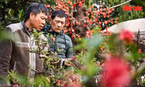 Nghệ nhân đào Thất Thốn quyết tâm không tăng giá hoa Tết
