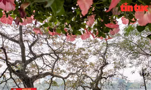 Phố đi bộ vắng hoe ngày cuối tuần, nhiều người dân 'quên' đeo khẩu trang