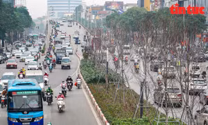 Cận cảnh dự án 262 cây phong lá đỏ kém hiệu quả trên đường Trần Duy Hưng-Nguyễn Chí Thanh