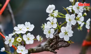 Hoa lê từ rừng về phố, người dân Thủ đô chơi Tết sớm