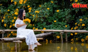 200 gốc hoa dã quỳ bung nở giữa Thủ đô Hà Nội
