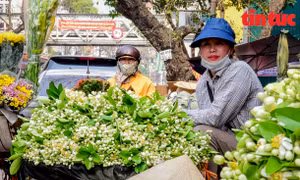 Hà Nội nồng nàn mùa hoa bưởi về trên phố