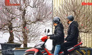 Đào, quất tưng bừng xuống phố, đẹp hơn năm trước