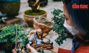 Hà Nội: Vạn tuế bonsai mini độc lạ hút khách chơi Tết