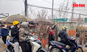 Cây cảnh chơi Tết vắng khách mua