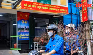 Hà Nội: Mang đào Tết đến tận nhà cho các F0