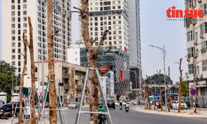 Hàng loạt cây xanh nghi chết khô trên đường Huỳnh Thúc Kháng, Hà Nội