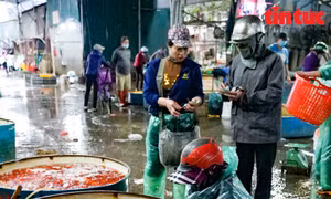 Giá cá chép tăng chóng mặt, tiểu thương chợ Yên Sở hết hàng từ sáng sớm