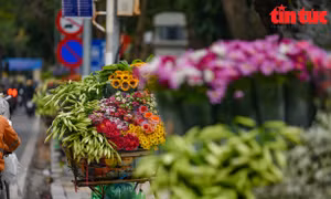 Tháng tư về, hoa loa kèn từ vườn ra phố