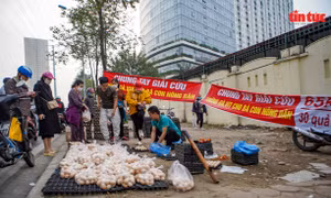 Cần làm rõ nguồn gốc những quả 'trứng gà, vịt giải cứu' ở Hà Nội