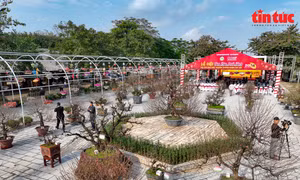 Lần đầu tiên Hà Nội tổ chức hội thi hoa đào truyền thống cấp thành phố