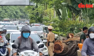 Hà Nội: Cành cây đa cổ thụ gãy chắn ngang đường, giao thông ùn tắc sáng đầu tuần