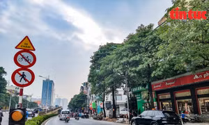 Ngắm 80 cây hoa sữa bị đề nghị di dời vì mùi hương nồng nặc