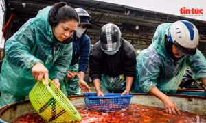 Hà Nội: Chợ cá Yên Sở rực sắc đỏ trước ngày cúng Ông Công-Ông Táo