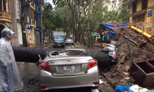 Hà Nội: Mưa lớn, cây đổ đè bẹp xe ô tô