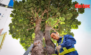 Hà Nội kịp thời 'sửa sai' sau vụ gông sắt 'siết nghẹt' cây xanh