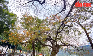 Phố Hà Nội óng ả mùa lộc vừng thay lá
