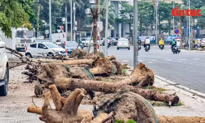 Sau phản ánh của Báo Tin tức: Hà Nội di chuyển hàng loạt cây chết khô trên đường vừa mới thông xe