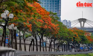 Ngắm phượng vĩ nhuộm đỏ nhiều tuyến phố Hà Nội