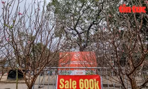 Hà Nội: Đào rừng rớt giá, 'xếp hàng' chờ khách mua