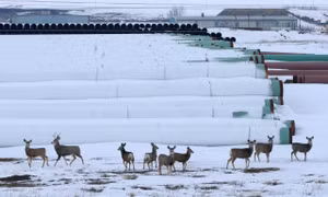 Canada chỉ trích phán quyết của Tòa án Mỹ về dự án Keystone XL